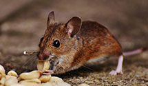 24 Hour & Emergency Exterminators in Hammond, IN